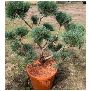 Parastā priede ""Watereri"" Bonsai 80-100 cm