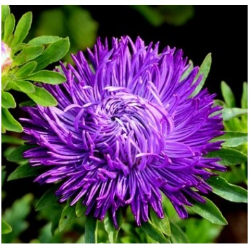 Asteres ķīnas Dragon Dark Blue 30 gab Satimex