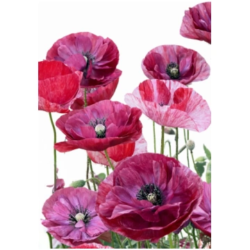 Zīda magone Pandora | Papaver rhoeas sēklas
