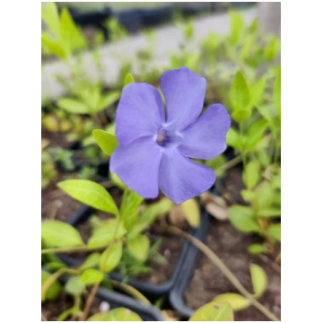 Vinca minor (Mazā kapmirte), konteiners C1