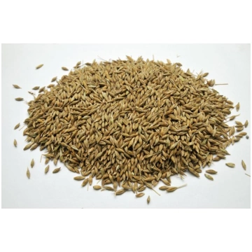 Miežu graudi 40 kg