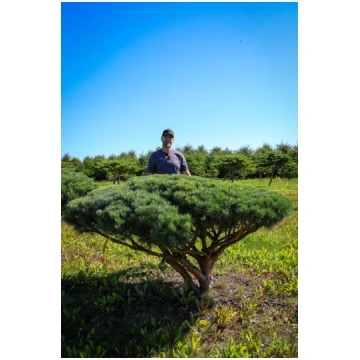 Parastās priedes BONSAI-NIWAKI dižstāds (Nr.18) - 