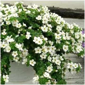 Bakopas Snowtopia®White 5 gab PanAmericanSeed