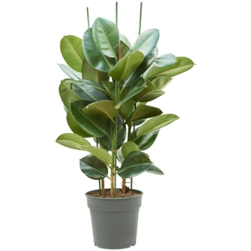 Ficus elastica 'Robusta' Tuft H115