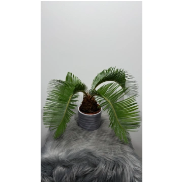Cycas Revoluta Augi-Plants