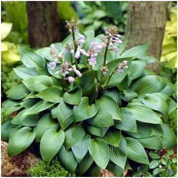 Hosta 'Devon Green' (Hosta), konteiners 