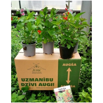 Garšaugu kaste konservētājiem V2 - 6gb