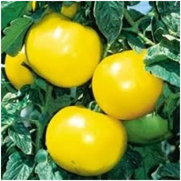Tomāti Lemon Boy 100 seklas, Tomāti , Dārzeņu sēkl