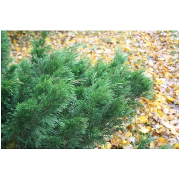 Juniperus sabina (Kazaku kadiķis), konteiners C5
