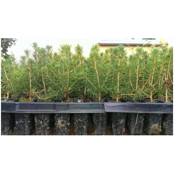 Kanādas egle Conica Picea glauca Conica 5-15 cm Mu
