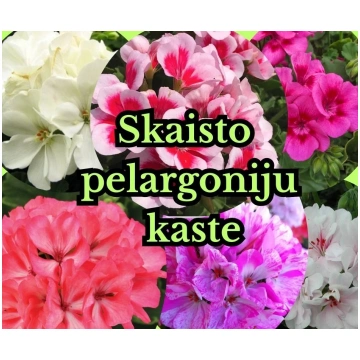 Skaistu pelargoniju kaste 7gb + Dāvana `Vancouver`