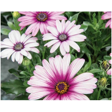 Osteospermum ecklonis Sunny Compact Atilla | A.M. 