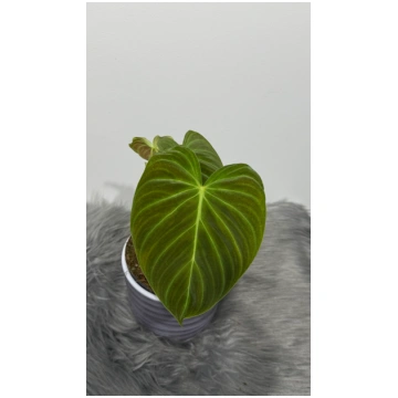 Philodendron Splendid Augi-Plants