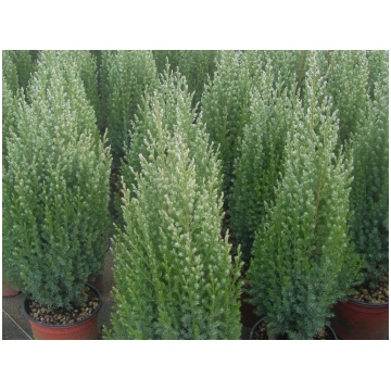 Juniperus chinensis Stricta Donnadipiante - Vendit