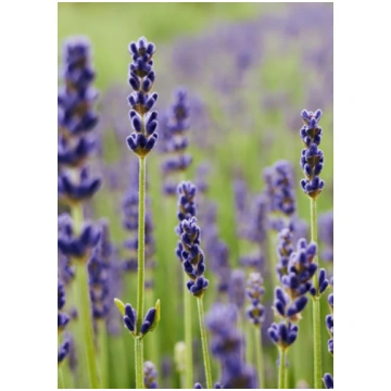 Šaurlapu lavanda ‘Chill-Out Blue’ | Lavandula angu