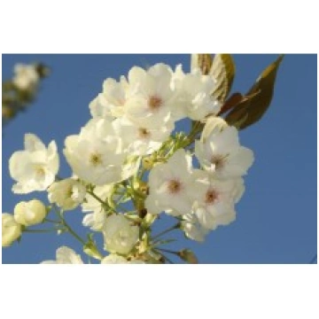 SAKURA UKON 5 L KITI UŽSIENIO