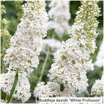 Buddleja davidii 'White Profusion'
