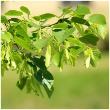 Liepa (Tilia cordata) 2L trauks