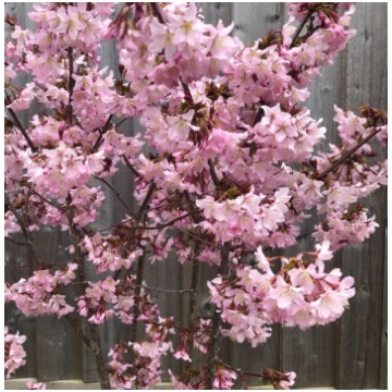 Sakura Prunus nipponica ruby (augststumbra)
