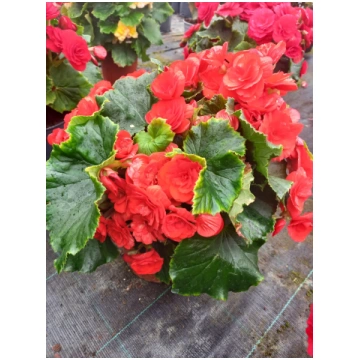 Begonia elatior hybrida - Solēnija iekaramajā podā