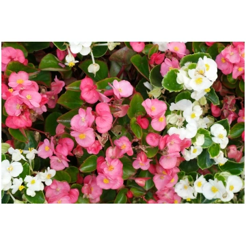 Begonia semperflorens - Leduspuķes
