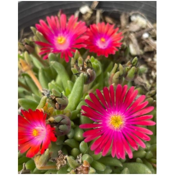 Delosperma cooperi Jewel of Desert Garnet | A.M. o
