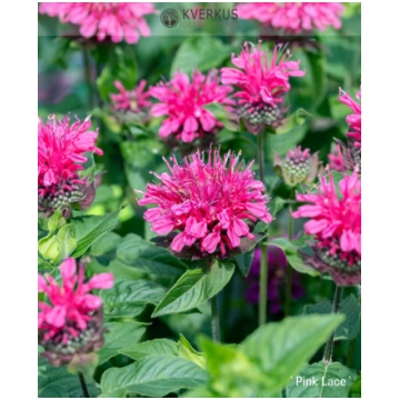 Monarda "Pink Lace" Kverkus