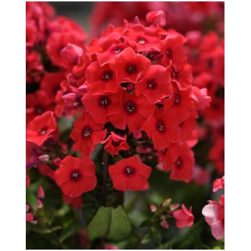Phlox paniculata Tequila Sunrise I | A.M. ozoli
