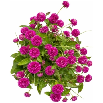 Lodveida gomfrēna ‘Las Vegas Purple’ | Gomphrena g