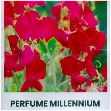 Puķuzirņi smaržīgie Perfume Millennium 2g