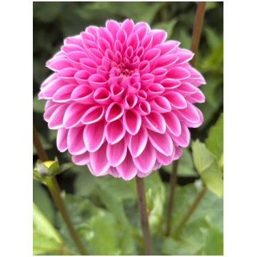 Sandra (Pink Sylvia)