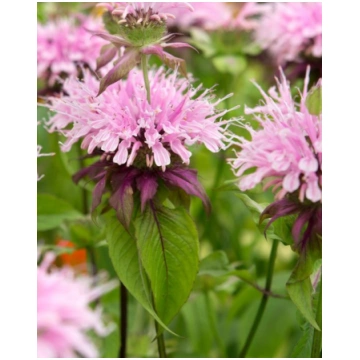 Monarda hybride Beauty of Cobham | A.M. ozoli