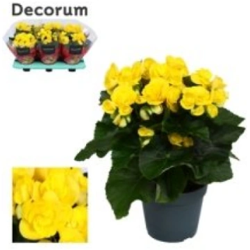 Telpaugi Begonia (Elatior) double flowe(begonija)