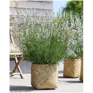 Lavandula intermedia Exceptional (Hillav) | A.M. o