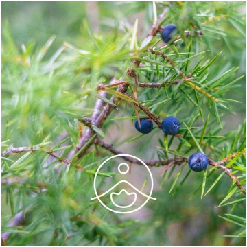 Kadiķis (Juniperus communis) terapeitiskās klases 