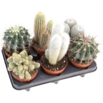 Telpaugi Cactus mix(kaktuss)