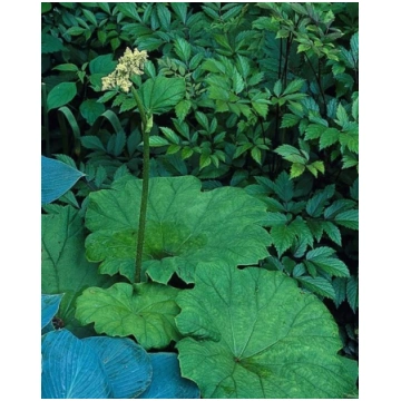 Astilboides tabularis | A.M. ozoli