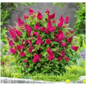 Budleja 'Butterfly Candy Little Ruby'