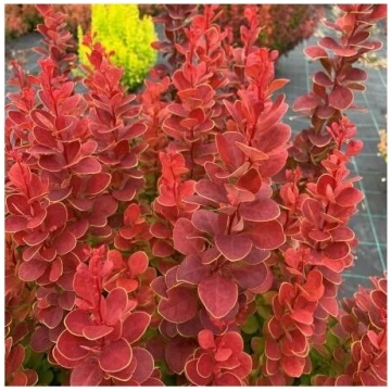 Bārbele, Tunberga "Neon" /berberis thunbergii/ - P