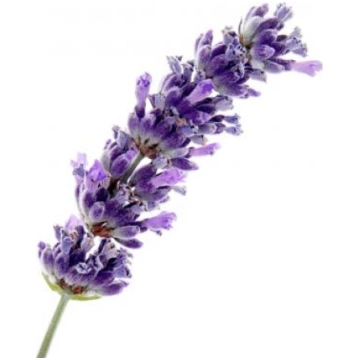 Lavanda Aspic (Lavandula latifolia) BIO ēteriskā e