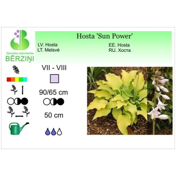 Hosta 'Sun Power', Hosta