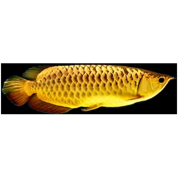 SCLEROPAGES GOLDEN HIGHBACH