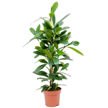 Ficus cyathistipula Tuft H105