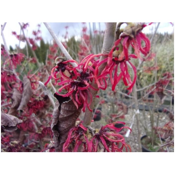Hamamelis x intermedia Ruby Glow Donnadipiante - V