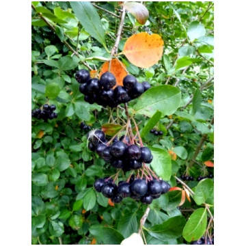 Aronia melanocarpa (Melnaugļu aronija), konteinera