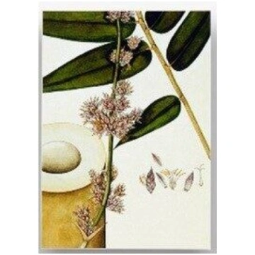 Pastkarte THE BAMBOO (11,5 x 16 cm)