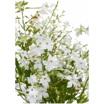 Nicotiana alata Grandiflora sēklas | Smaržīgā puķu