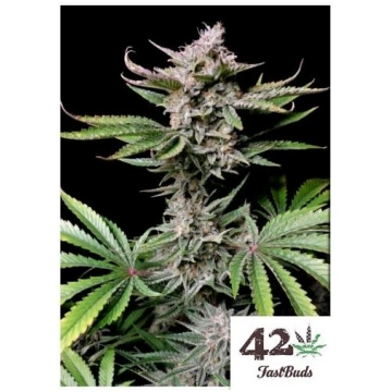 Fast Buds - Cherry Cola Auto - 3 Semi