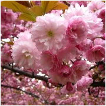 Sakura "Oshidori" 80-100 cm