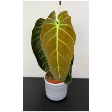 Philodendron melanochrysum Augi-Plants